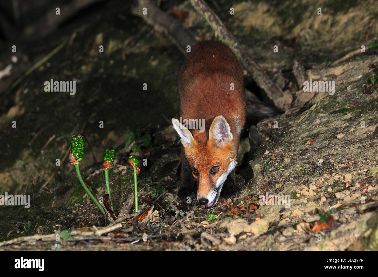 Fox hi-res stock photography and images - Alamy