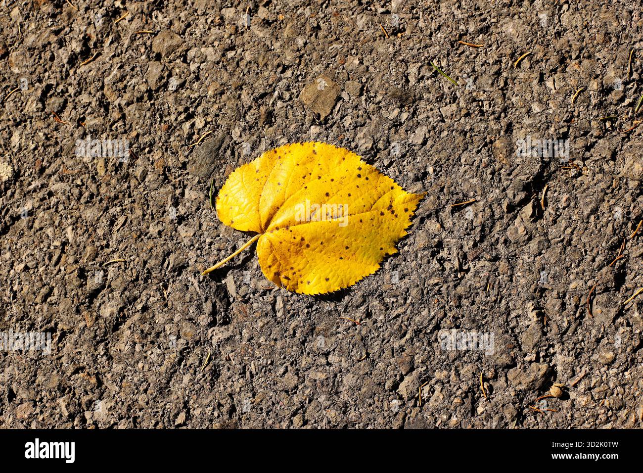 Yellow leaf on gray asphalt Stock Photo