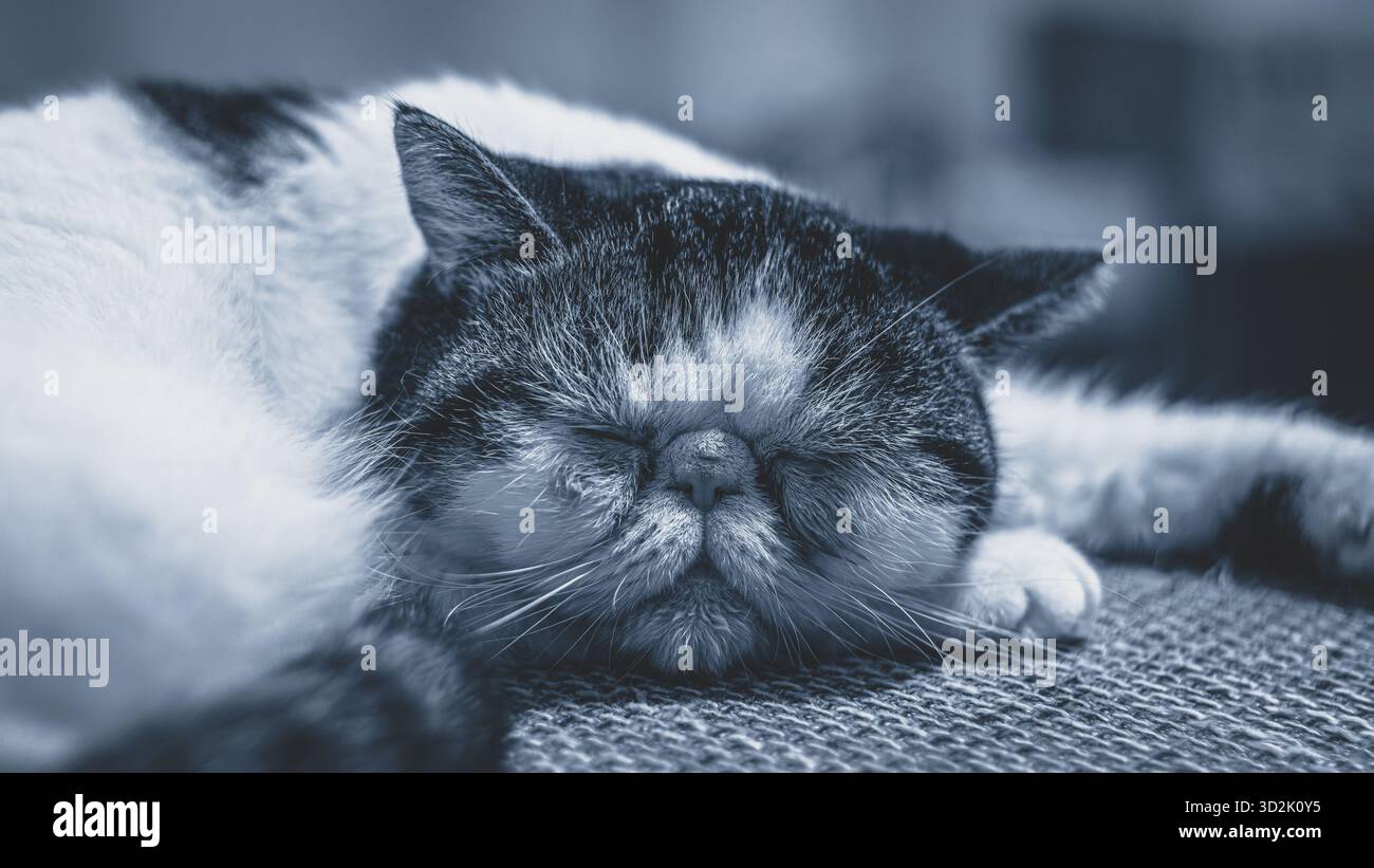 Round-faced exotic cat lying lazily on kitchen surface Stock Photo