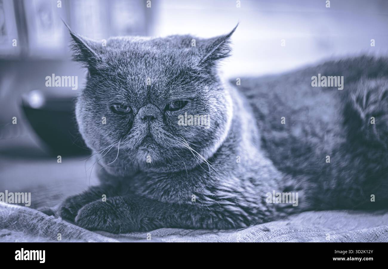 Cute exotic cat resting calmly on a soft couch in a modern living room ...
