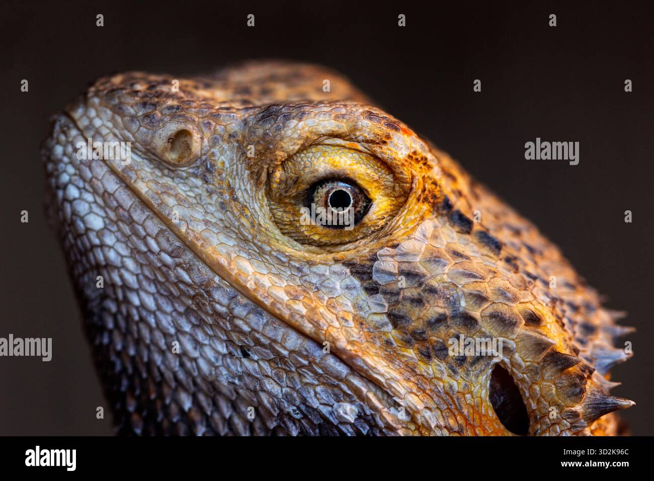 Close up of the head of a bearded dragon - Stock Image