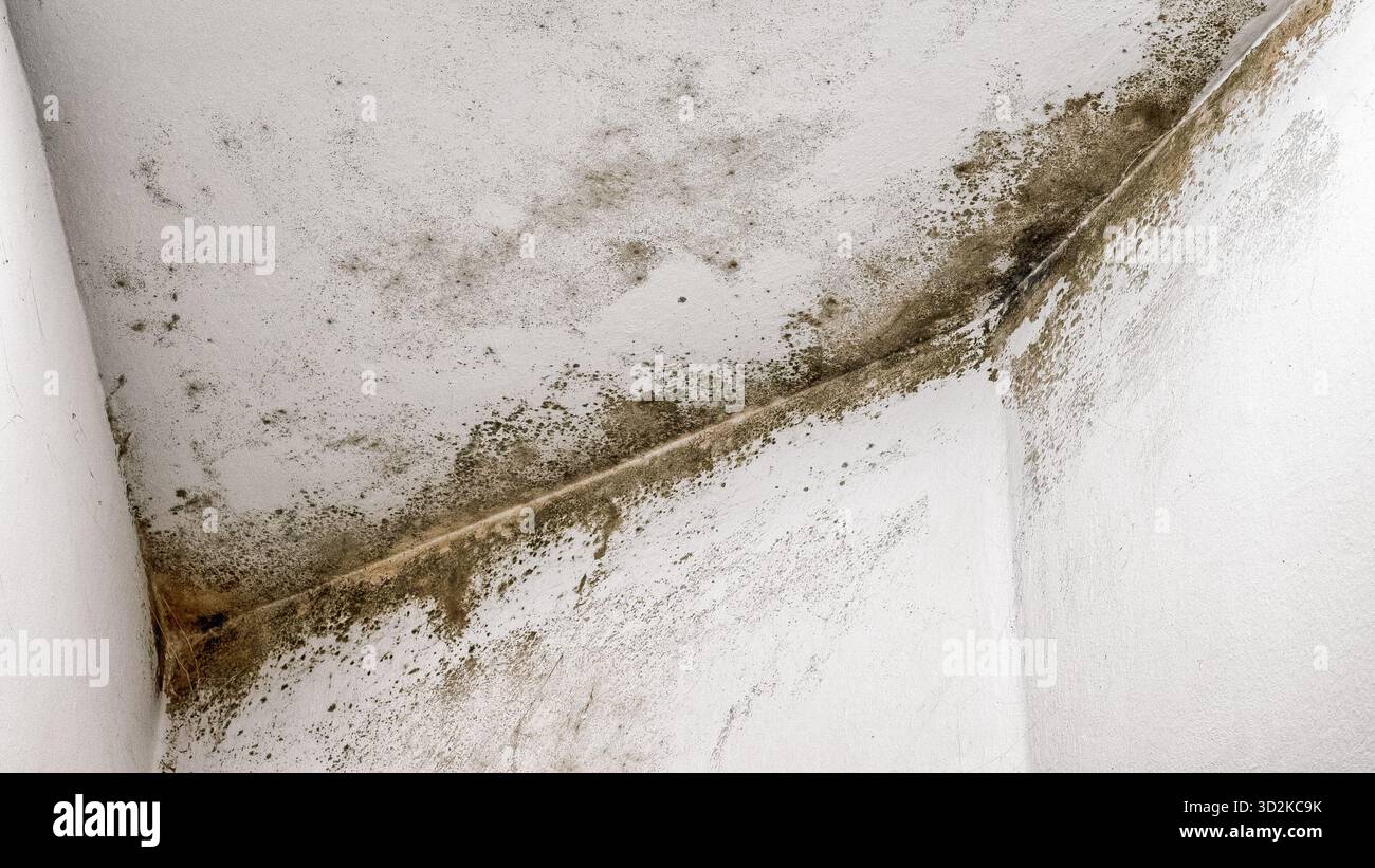 Detail of black mold and moisture stains on white wall surface in ...