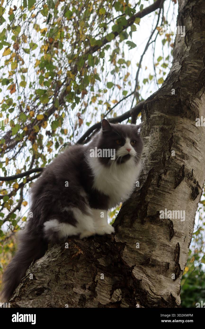 Cat sitting on a tree in the autumn forest. Beautiful fluffy cat ...