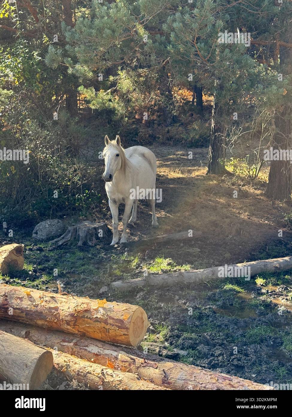 A white horse stands calmly in a sunlit forest clearing, surrounded by pine trees and fallen logs. Natural light, serene mood - Smartphone Captured Stock Image
