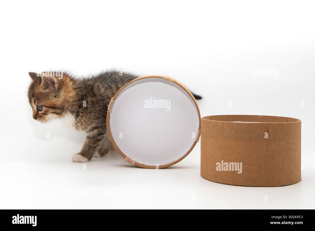 Small curious kitten exploring open cardboard box on white background Stock Photo