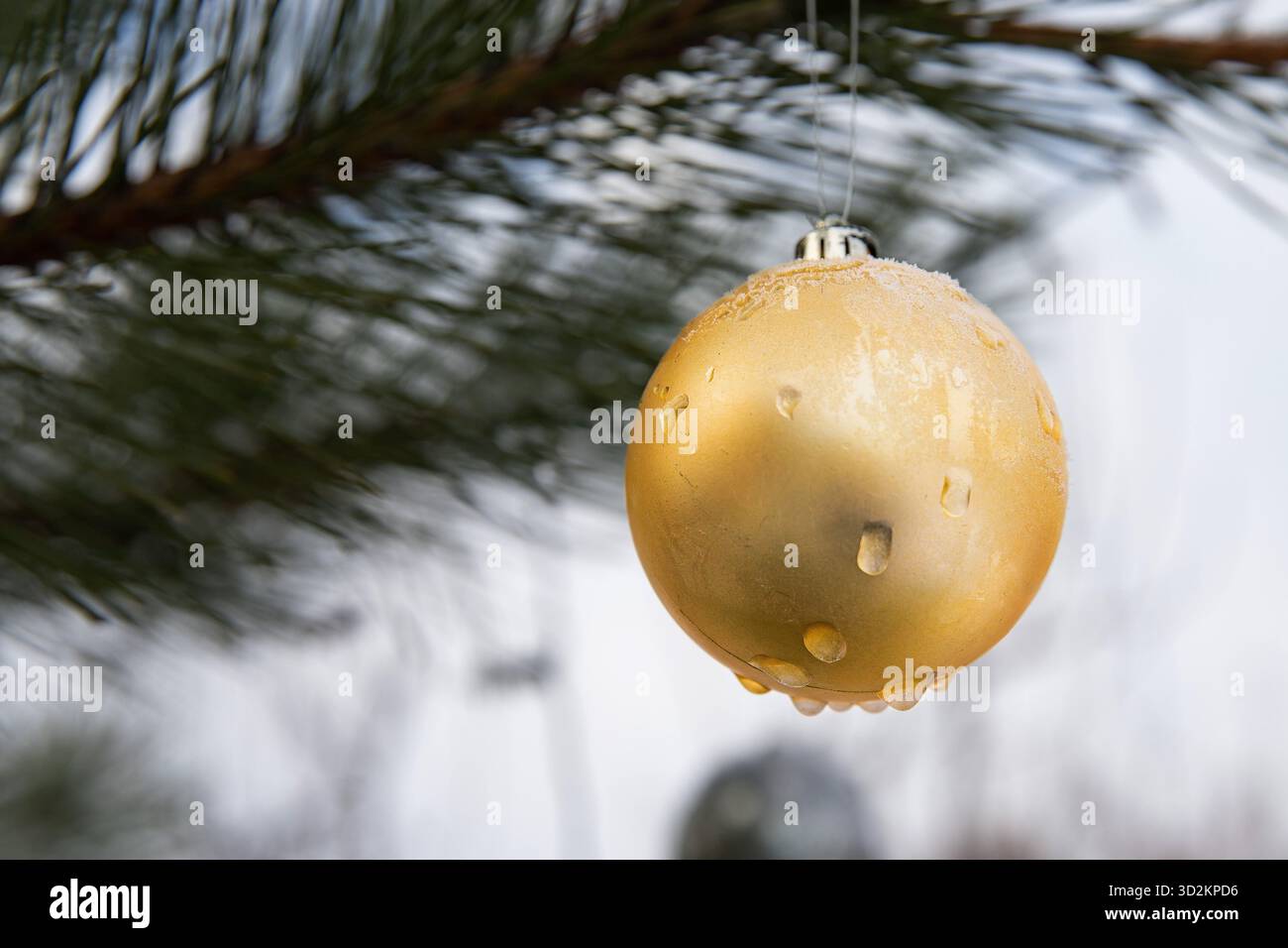 Golden Christmas ball with water drops hanging on pine tree branch outdoors Stock Photo