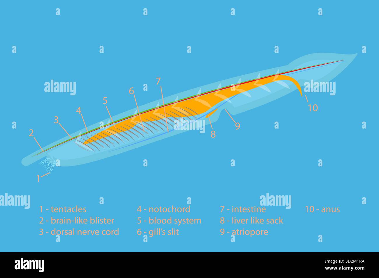 Fish Scheme 3D Isometric Flat Conceptual Illustration of Branchiostoma Lanceolatum ...