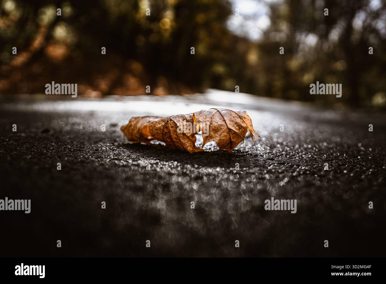 Close-up of Dry Autumn Leaf on Wet Asphalt Surface Stock Photo