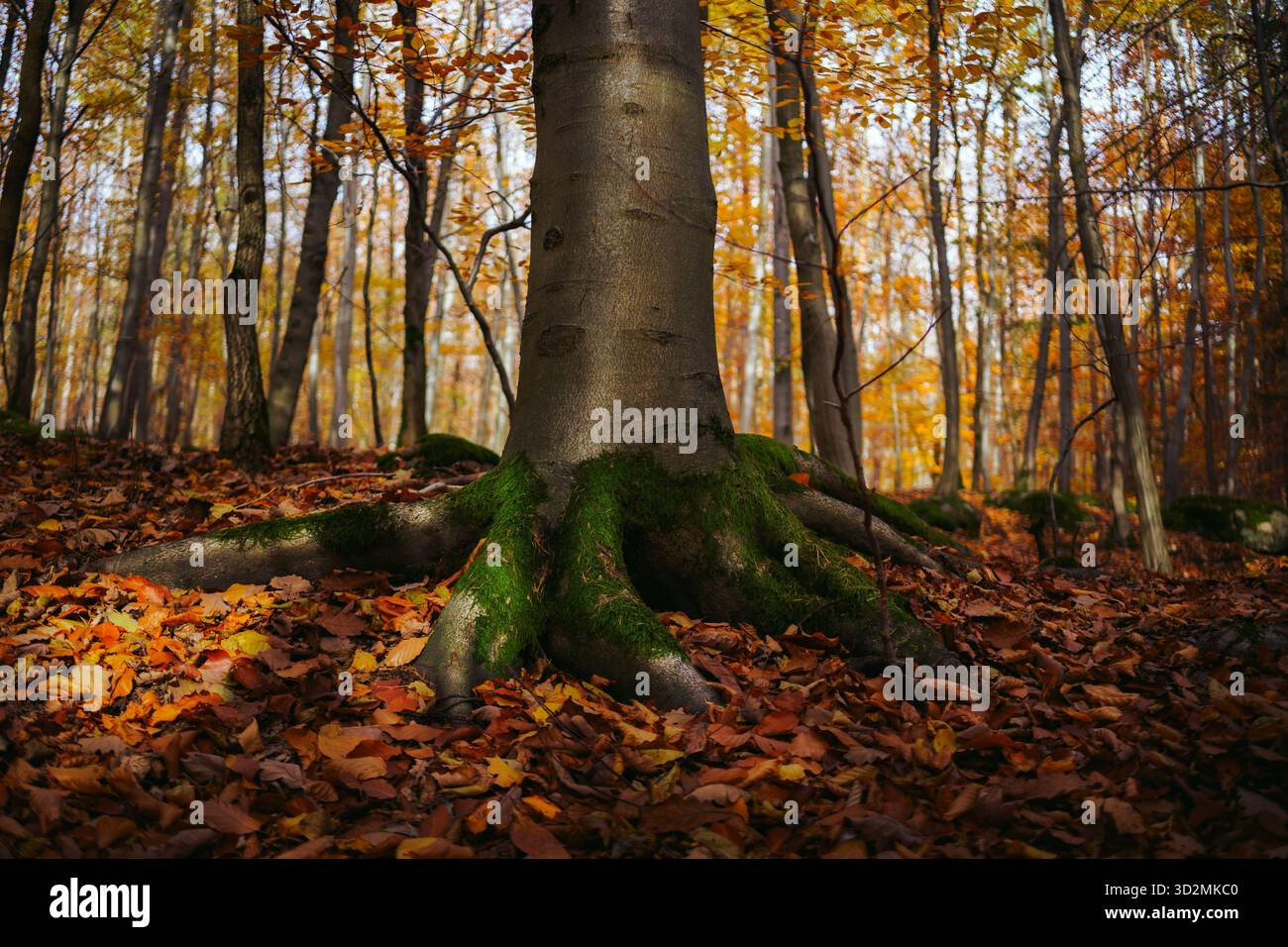 Tree Stump in Forest Clearing Surrounded by Moss and Fallen Branches Stock Photo