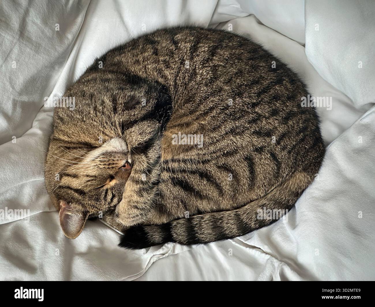 Eco-lifestyle scene with Brown mackerel tabby cat sleeping curled up on white organic cotton bed sheets in natural light - Smartphone Captured Stock Image