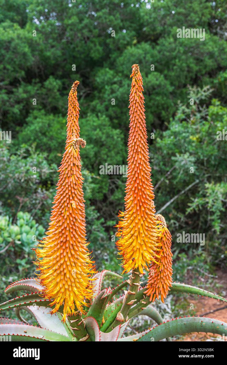 Aloe africana (known as the Uitenhage aloe) is an arborescent (tree-like)  species of aloe plant, indigenous to the Eastern Cape Province, South  Africa Stock Photo - Alamy