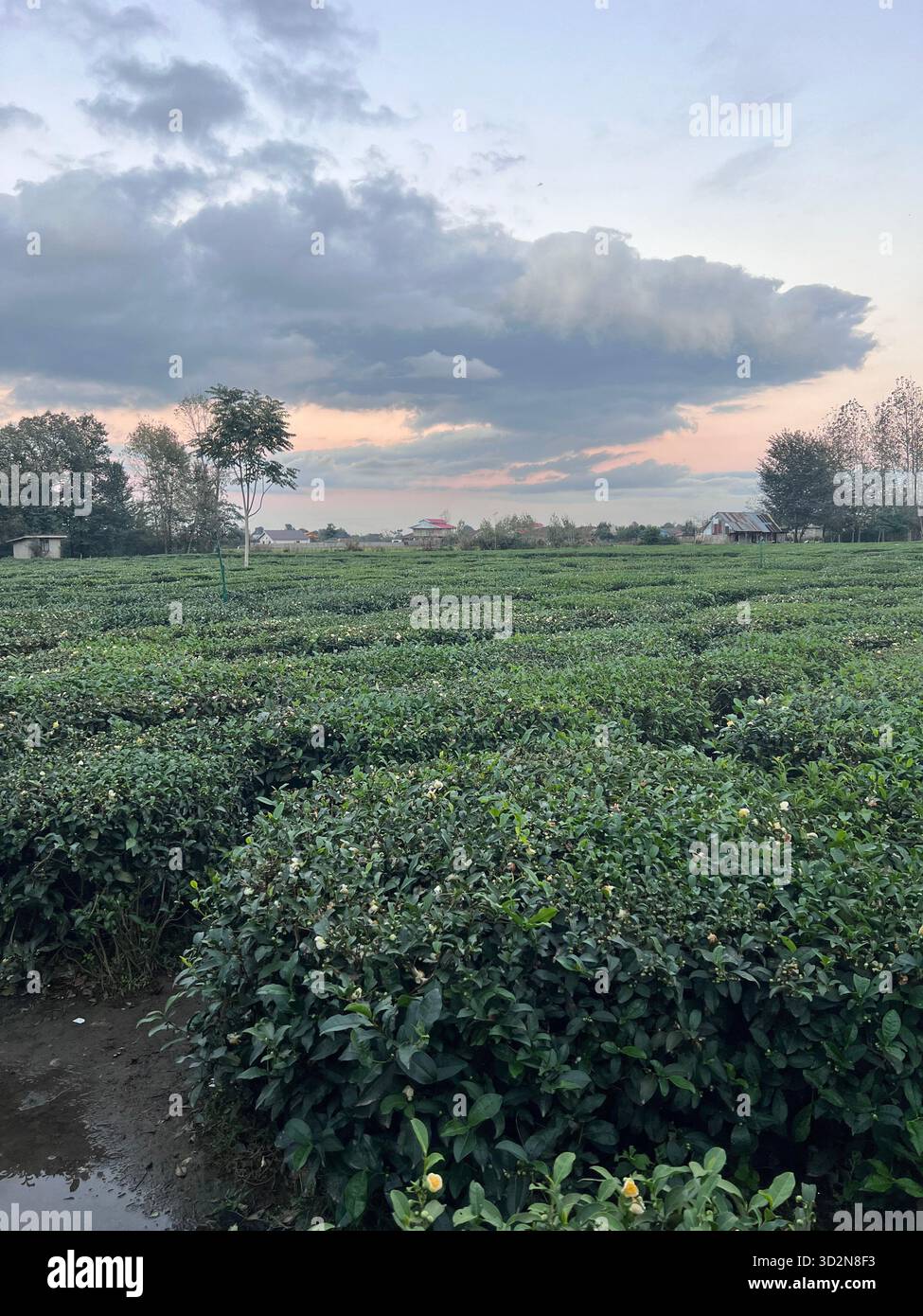 Gilan, Iran — rows of tea bushes beneath a dramatic sunset sky, village ...