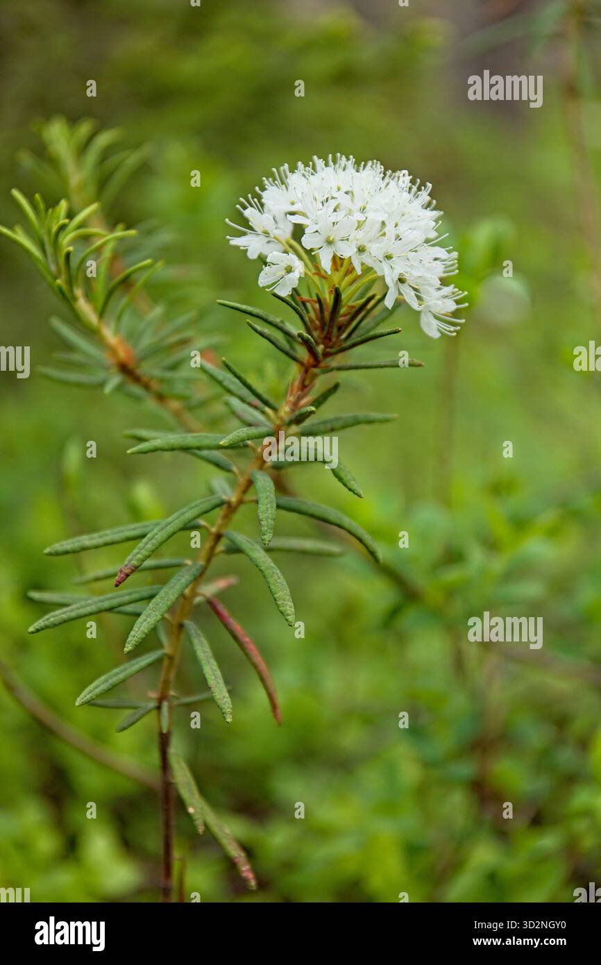 Closeup of Marsh Labrador Tea (rhododendron tomentosum) in swamp in  summertime, Nuuksio, Espoo, Finland Stock Photo - Alamy