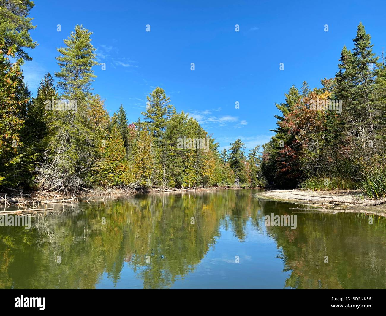 Kayaking down the Manistique River through a forest, lined with trees changing colors in the fall, and fallen logs, with the trees reflecting in the w - Smartphone Captured Stock Image