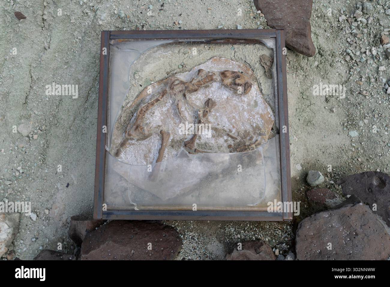 A fossil specimen reproduction of a nimravid on display is damaged on the Island in Time Trail at John Day Fossil Beds National Monument, Oregon on Oc Stock Photo