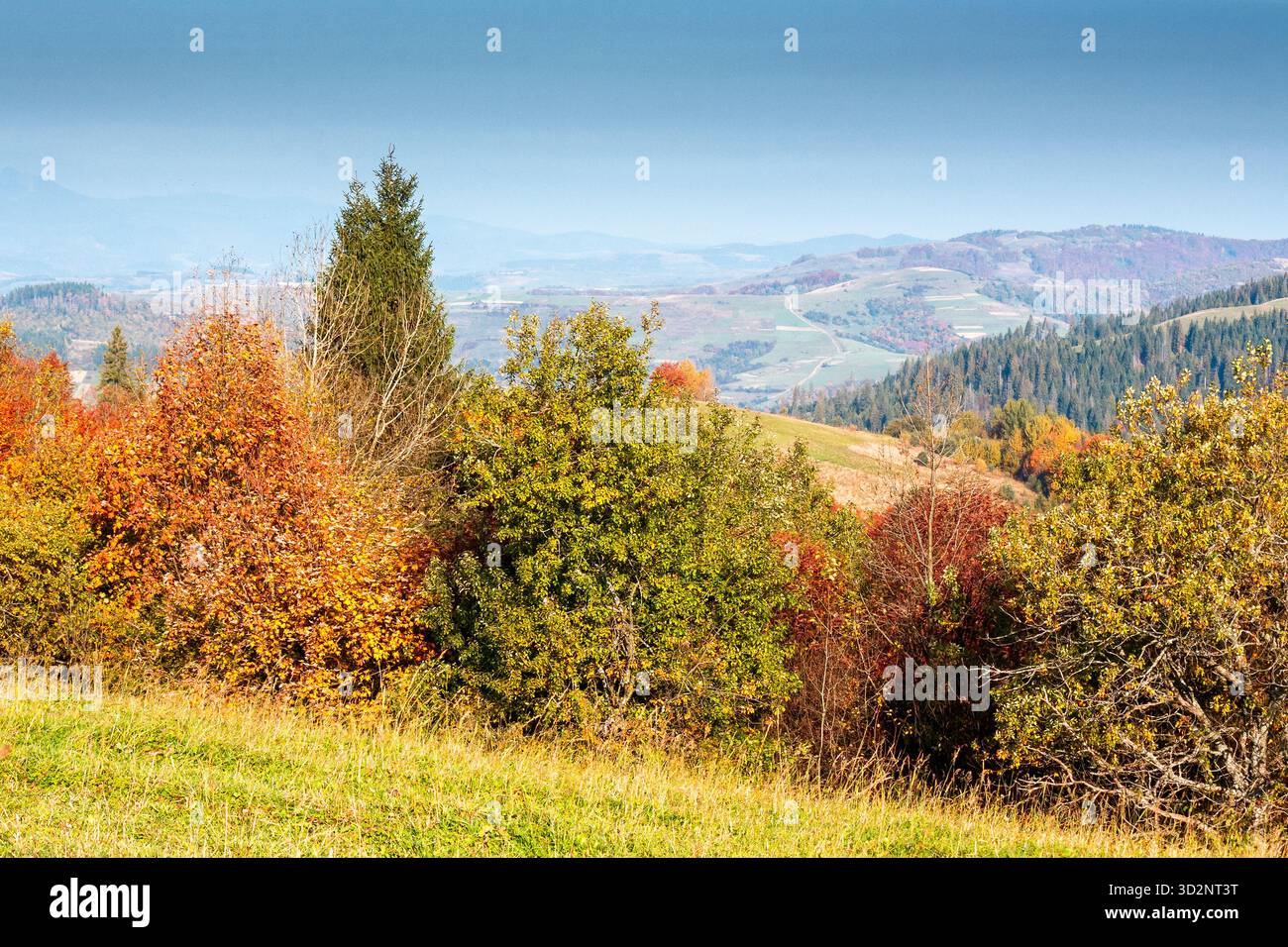 autumnal countryside of carpathian mountains. beautiful landscape of ukraine in morning light. scenery with trees in colorful foliage and meadows on r Stock Photo