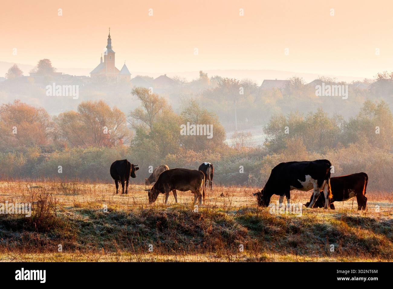 beautiful view of autumn countryside landscape in carpathian mountains. rural scene with cows grazing on meadow in frost. village behind trees with ch Stock Photo