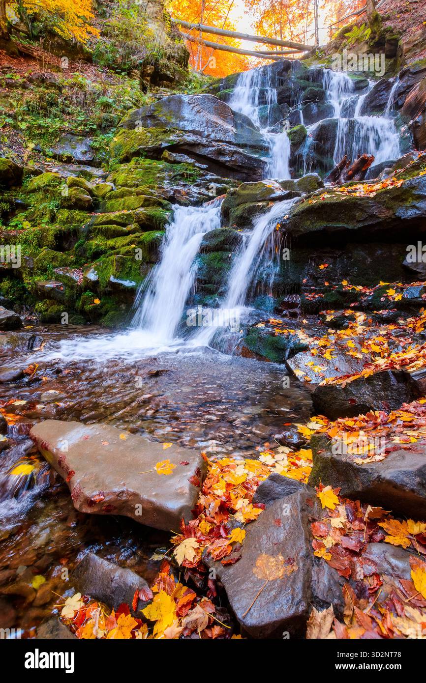 beautiful autumn landscape with waterfall shypit. popular destination in carpathian mountains of ukraine. forest in golden leaves. amazing sunny weath Stock Photo