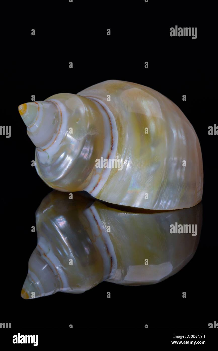 Single pearly sea shell of turban snail also known as Turbinidae ...