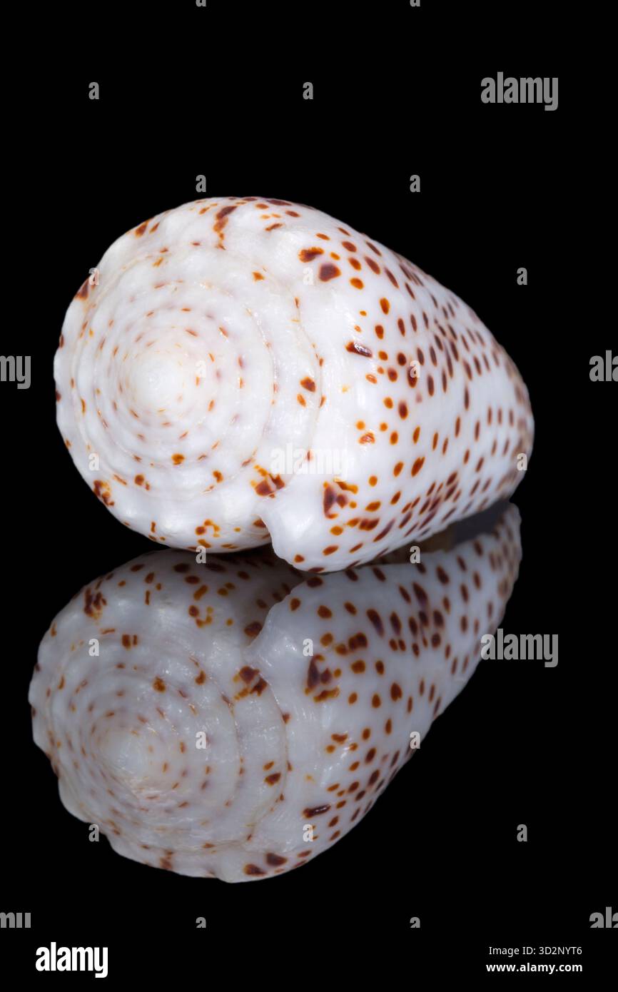 Cone snail shell hi-res stock photography and images - Alamy