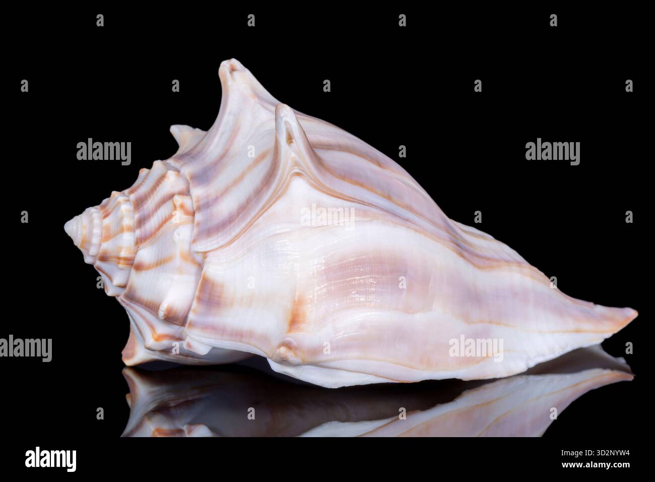 Single sea shell of Aliger gigas known as the queen conch isolated on ...