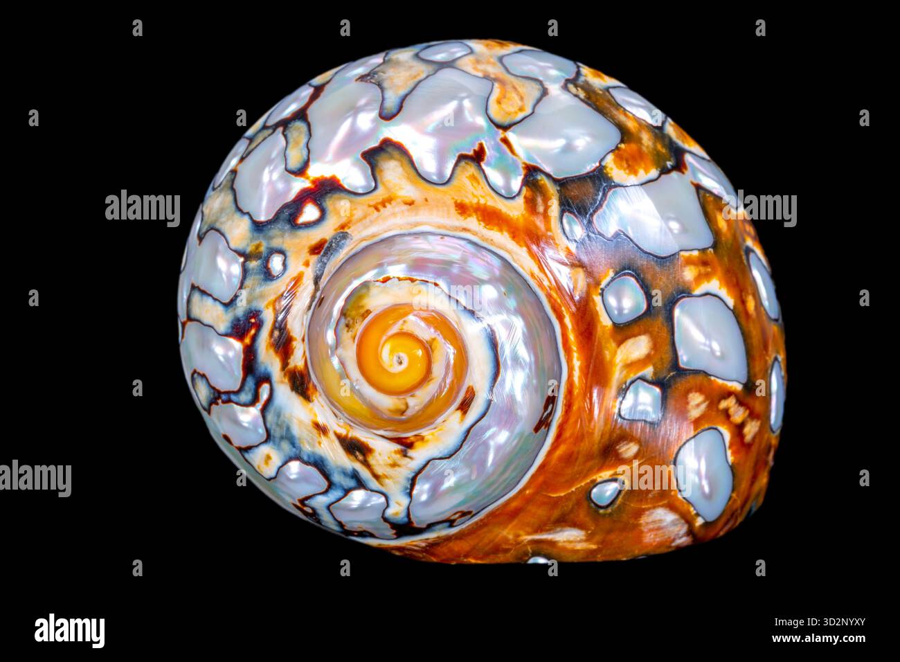 Single pearly snail sea shell of Turbo sarmaticus also known as South ...