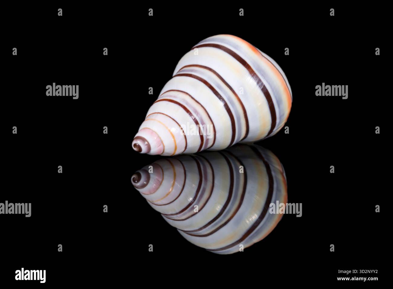 Single striped shell of Liguus virgineus also known as the candy cane ...