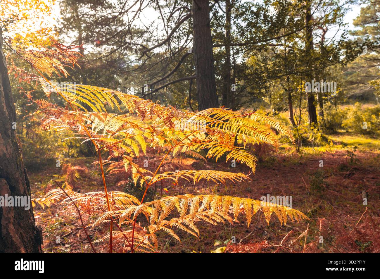 sunlit-bracken-fronds-on-the-forest-floor-near-whitefield-moor