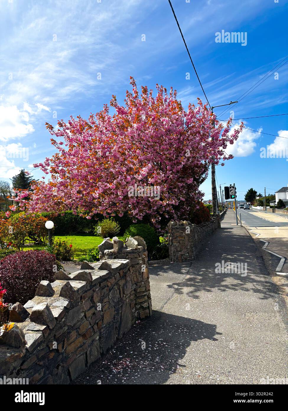 Blooming pink cherry blossom tree along a stone wall on a sunny spring day, with blue sky and white clouds in the background. - Smartphone Captured Stock Image