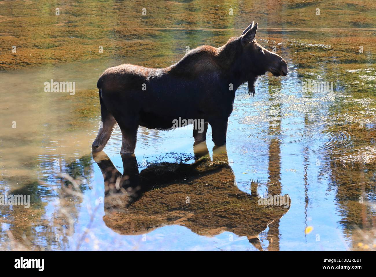 Moose in a lake Stock Photo