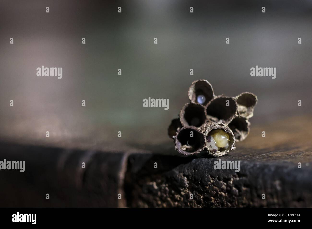 Dark circular shape intricate hi-res stock photography and images - Alamy