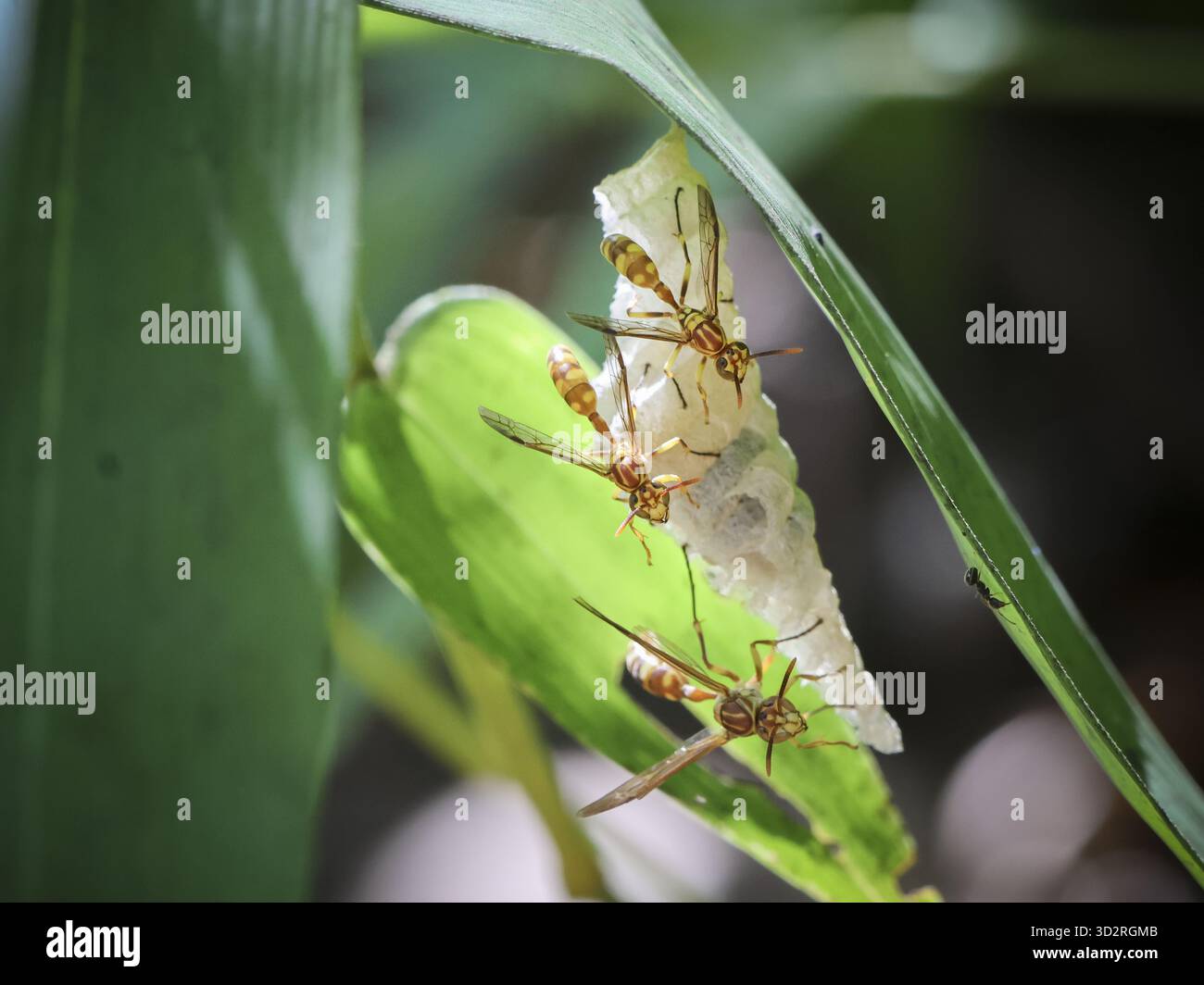 White Translucent Insects Bodies showcases hi-res stock photography and images - Alamy