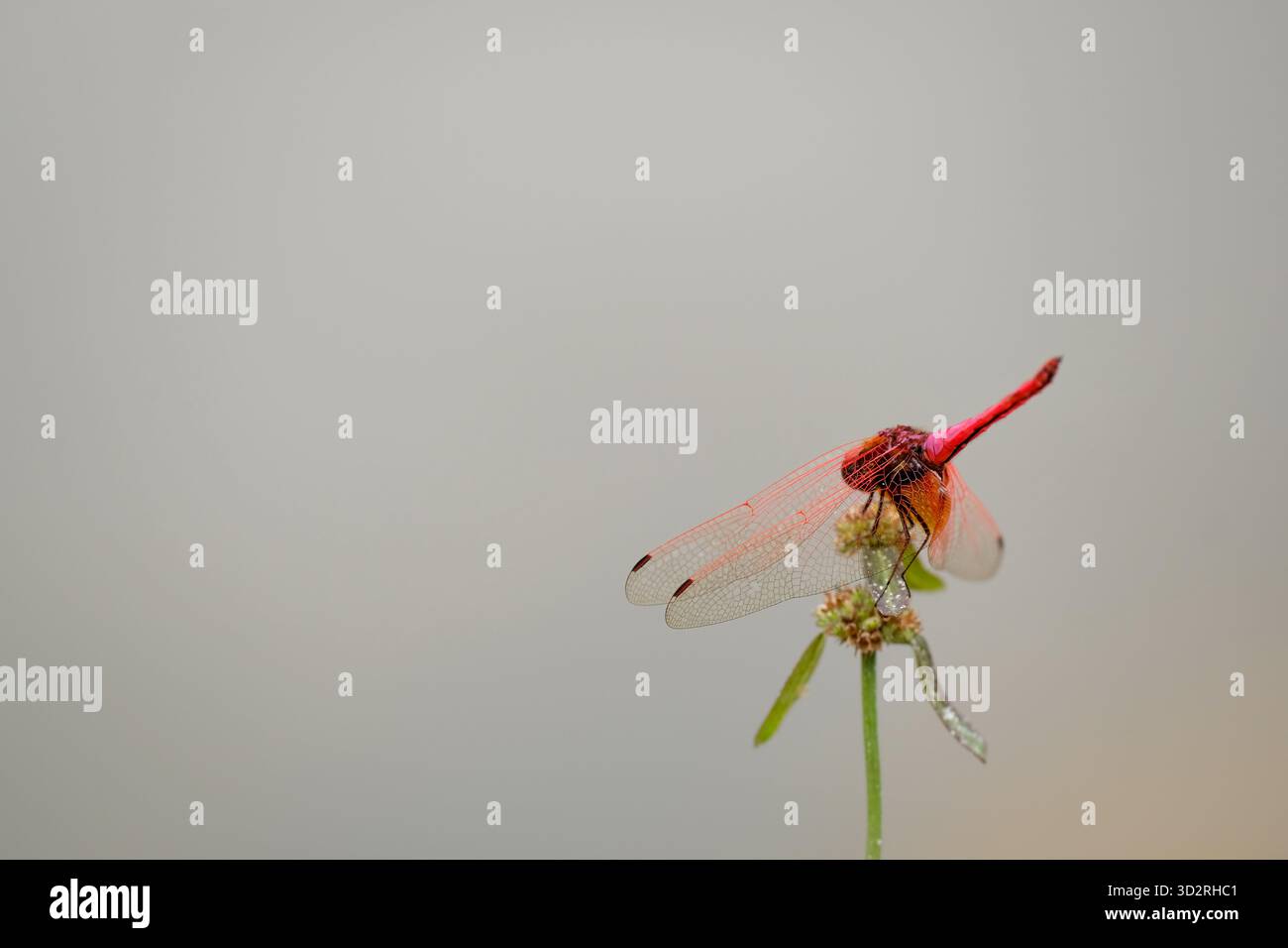 Red dragonfly is resting on the flower Stock Photo