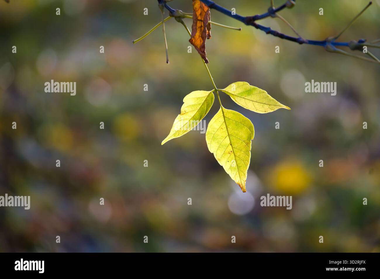 Slender structure hi-res stock photography and images - Alamy