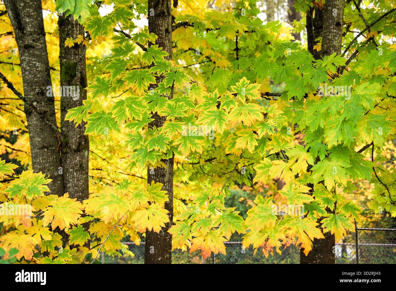 Bigleaf maple tree hi-res stock photography and images - Alamy