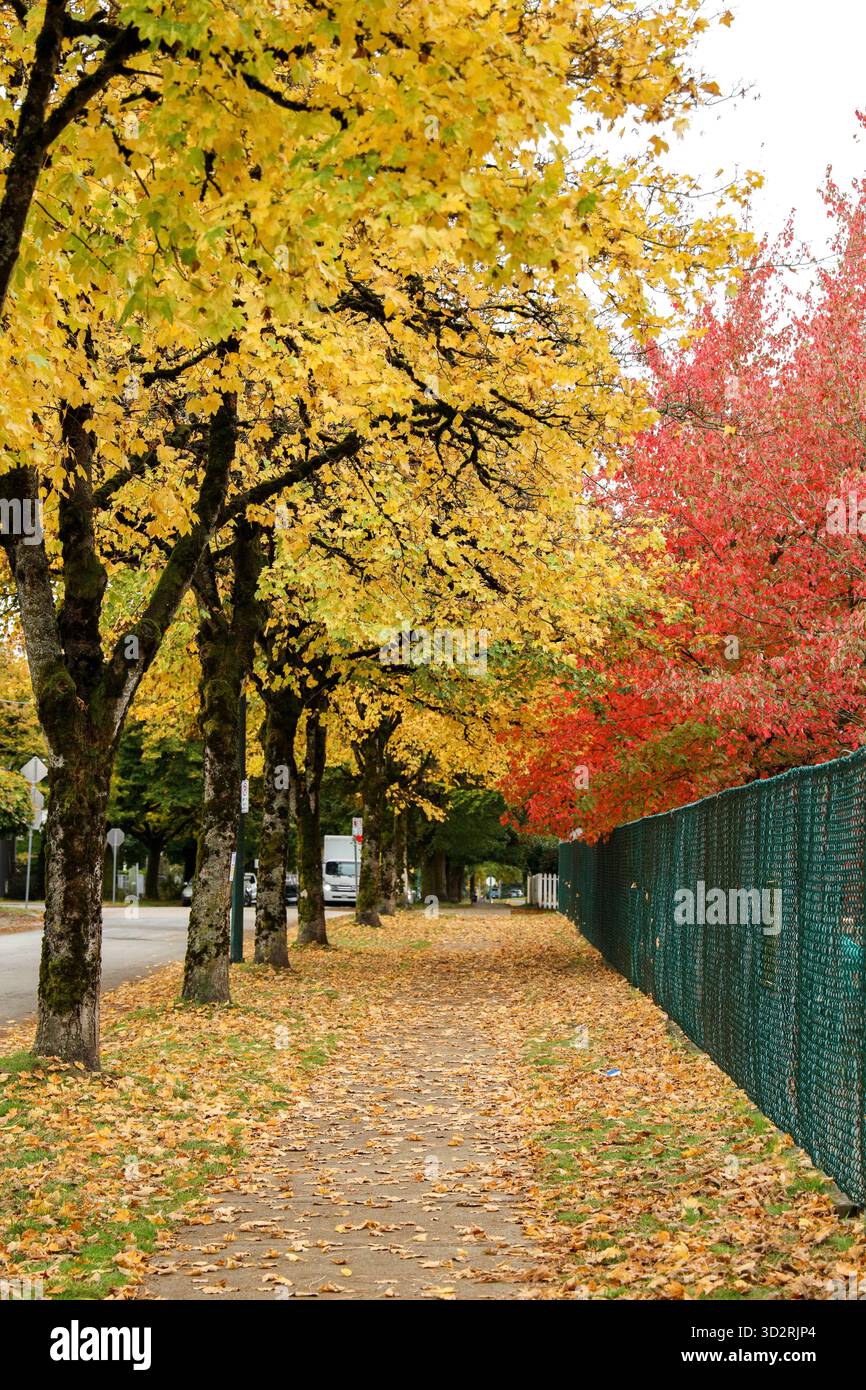 Sideway Path Sidewalk Path Lined with Autumn Trees and a Green Fence Stock Photo - Alamy