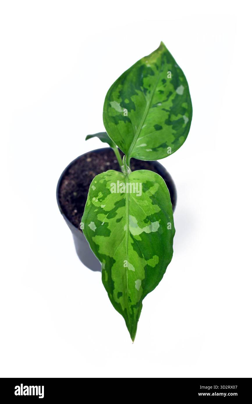 Small dark spots hi-res stock photography and images - Alamy