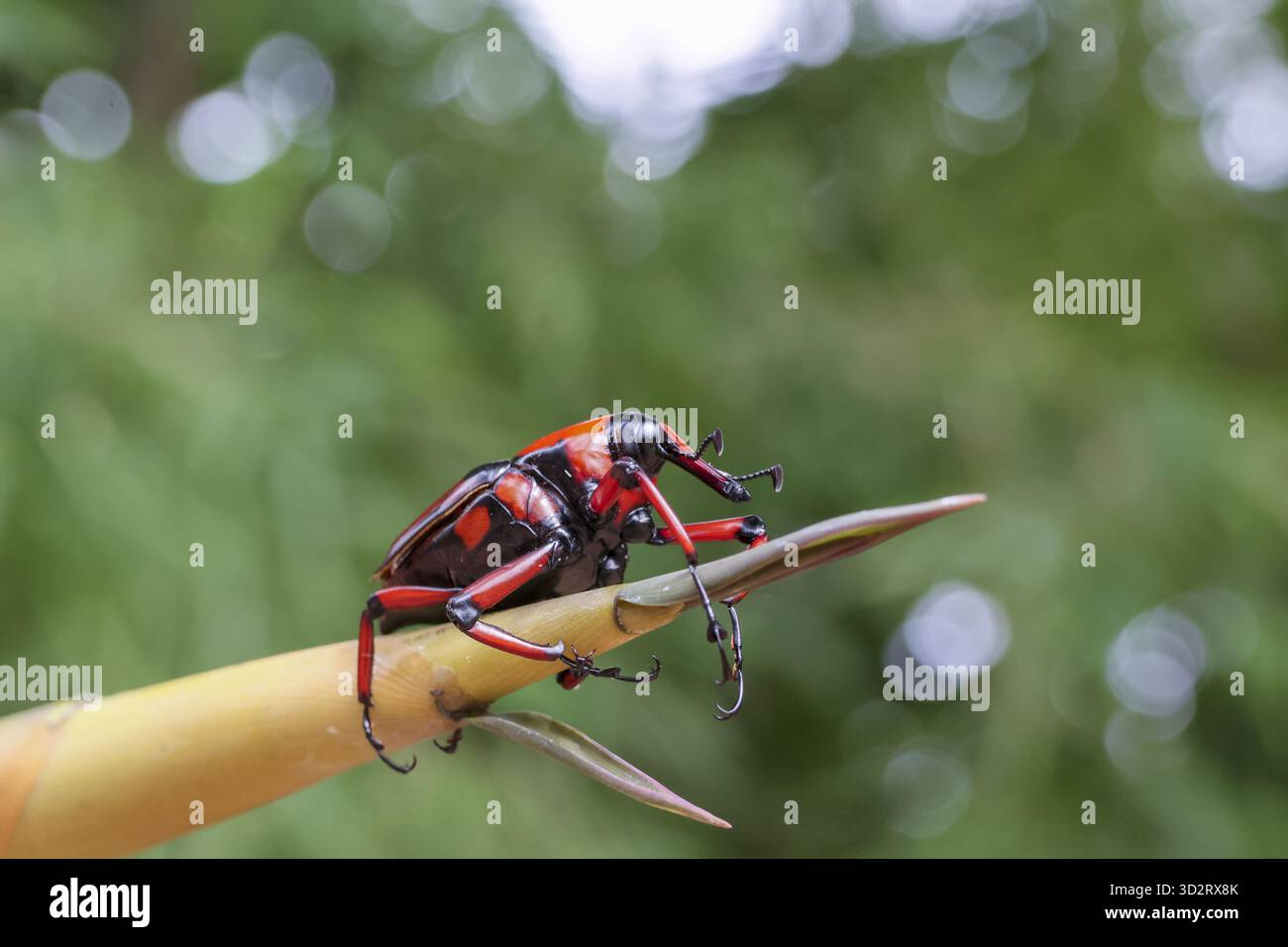 Unique Beetle Insect Striking red and black beetle, fascinating insect, displays unique ...