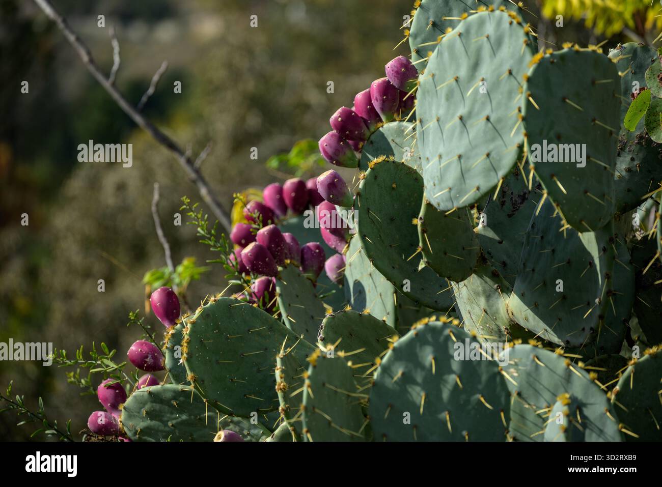 growing succulents greenovia mountain rose succulent Aeonium Greenovia Pink Mountain Rose, Pink El Hierro, Rare Succulents 1am  Succulents