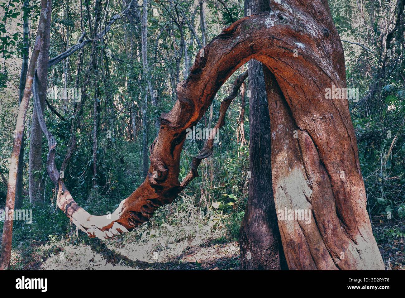 Close-up of a naturally twisted tree trunk in a lush forest, displaying ...