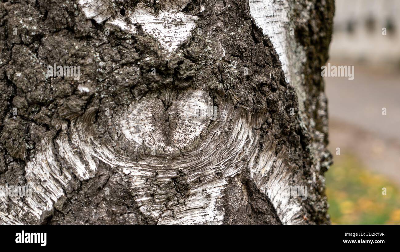 Tree Knot Stock Photo