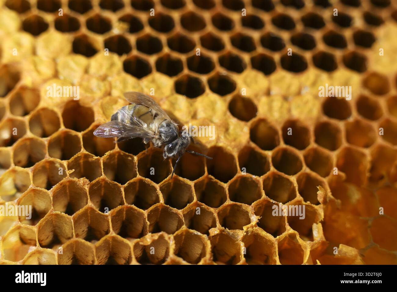 Dead bee larva showing signs of disease and death on golden honeycomb ...