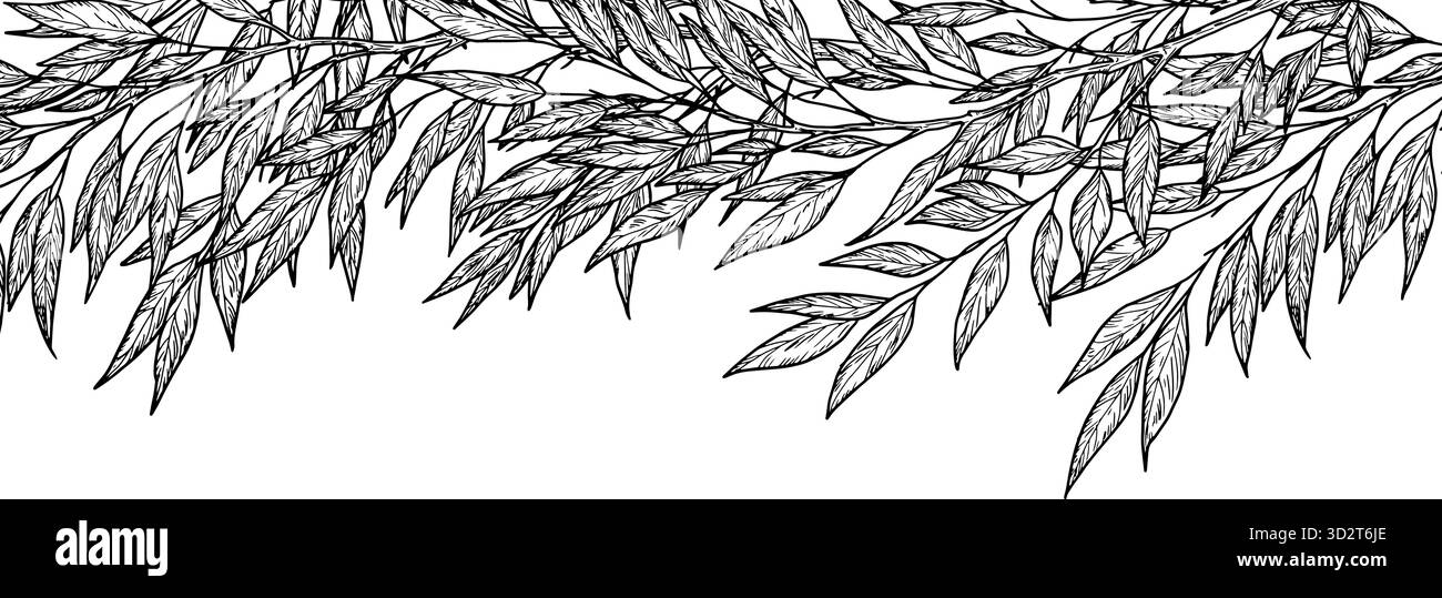 Twigs with elegant thin leaves, seamless horizontal bodice. Vector illustration. Willow or eucalyptus branches, isolated on a white background. For po Stock Vector