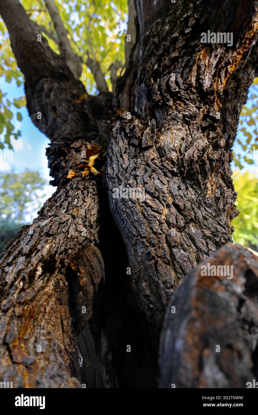 View from below of an ancient tree. The trunk is covered with thick bark and has a large hole in the center. Sunlight illuminates its leaves and gives Stock Photo