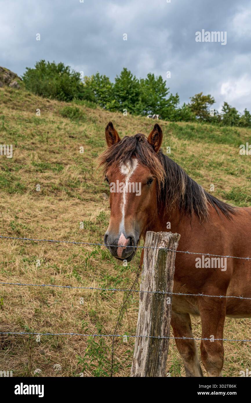 Close-up Portrait of a Rustic Mountain Horse with a White Blaze in a Mountain Pasture Stock Photo