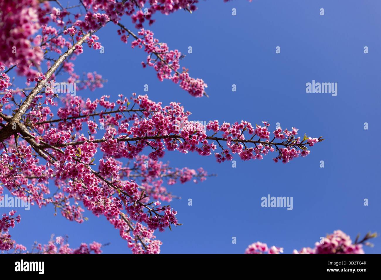 Vibrant pink cherry blossom flowers bloom against clear blue sky, delicate petals creating beautiful spring scene. Natural display evokes cheerful and Stock Photo