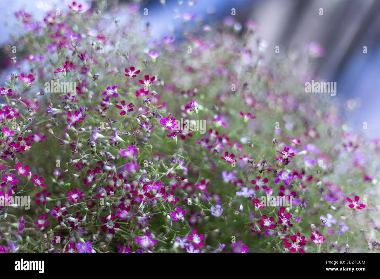 Dense display small delicate flowers hi-res stock photography and ...