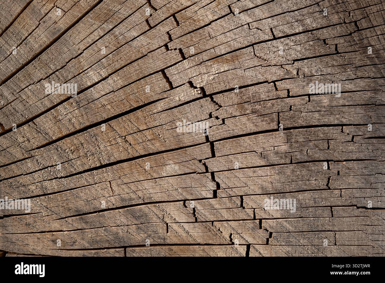Wood background and texture of dried tree cross-section with cracks. Stock Photo