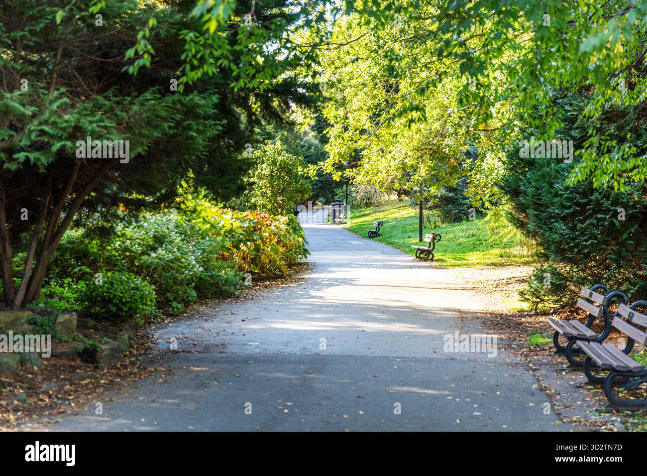 Valley Gardens Harrogate, Harrogate, Yorkshire, UK, England, Harrogate UK, Harrogate Yorkshire, Harrogate Town, Valley Gardens, park, gardens, Stock Photo