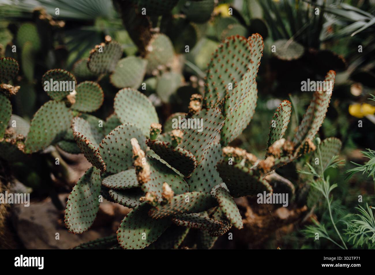 Cluster of Prickly Pear Cactus Pads in Natural Light Stock Photo - Alamy